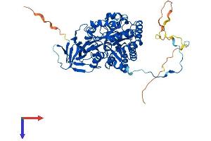 DPYSL4 Protein (AA 1-572) (His tag)