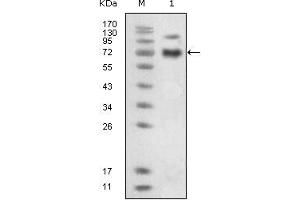 Western blot analysis using EphB4 mouse mAb against extracellular domain of human EphB4 (aa16-539). (EPH Receptor B4 Antikörper)