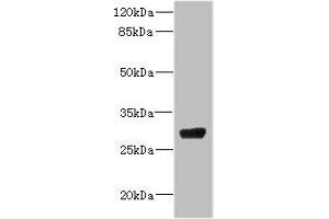 Western blot All lanes: CPSF4 antibody IgG at 4. (CPSF4 Antikörper  (AA 1-244))