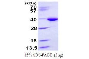 Image no. 1 for Syntaxin 3 (STX3) protein (His tag) (ABIN1098252)