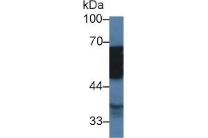 Western Blot; Sample: Porcine Stomach lysate; Primary Ab: 2µg/ml Rabbit Anti-Human TUBd Antibody Second Ab: 0. (TUBD1 Antikörper  (AA 190-453))
