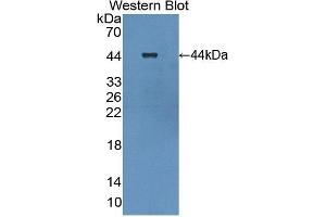 Detection of Recombinant PP13, Human using Polyclonal Antibody to Placental Protein 13 (PP13) (LGALS13 Antikörper  (AA 1-139))