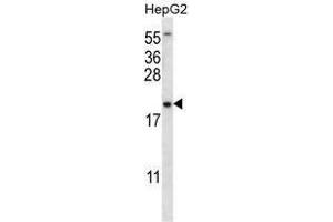 UBE2NL Antibody (N-term) western blot analysis in HepG2 cell line lysates (35 µg/lane). (UBE2NL Antikörper  (N-Term))