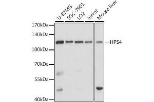 Western blot analysis of extracts of various cell lines using HPS4 Polyclonal Antibody at dilution of 1:1000. (HPS4 Antikörper)