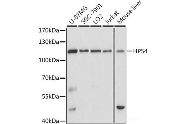 HPS4 anticorps