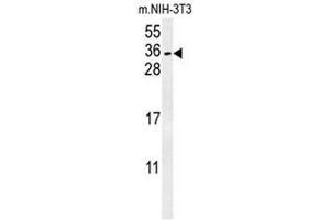CITED2 Antibody (C-term) western blot analysis in mouse NIH-3T3 cell line lysates (15µg/lane). (CITED2 Antikörper  (C-Term))