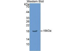 Western Blotting (WB) image for anti-Chloride Intracellular Channel 4 (CLIC4) (AA 104-253) antibody (ABIN1077931) (CLIC4 Antikörper  (AA 104-253))