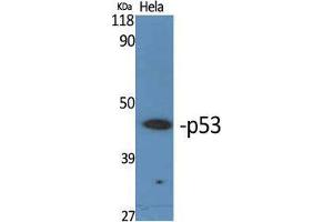 Western Blot (WB) analysis of specific cells using p53 Polyclonal Antibody. (p53 Antikörper  (Tyr21))
