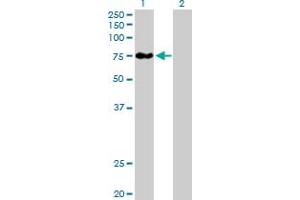 Western Blot analysis of BBS12 expression in transfected 293T cell line by BBS12 MaxPab polyclonal antibody. (BBS12 Antikörper  (AA 1-710))