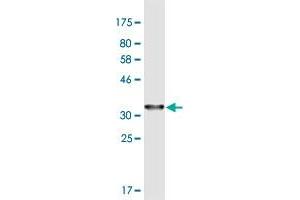 Western Blot detection against Immunogen (34.