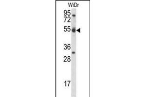 CCNI Antibody (C-term) (ABIN656962 and ABIN2846146) western blot analysis in WiDr cell line lysates (35 μg/lane). (Cyclin I Antikörper  (C-Term))