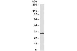 Western blot testing of Ramos cell lysate with HLA-DRB1 antibody cocktail (clones LN3 + HLA-DRB/1067).