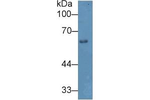 Western blot analysis of Mouse Skin lysate, using Mouse HPA Antibody (2 µg/ml) and HRP-conjugated Goat Anti-Rabbit antibody ( (HPSE Antikörper  (AA 353-464))