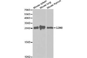 Western blot analysis of extracts of various cell lines, using GZMB antibody (ABIN5971382) at 1/1000 dilution. (GZMB Antikörper)
