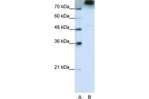 Western Blotting (WB) image for anti-Eukaryotic Translation Initiation Factor 3, Subunit B (EIF3B) antibody (ABIN2462151) (EIF3B Antikörper)