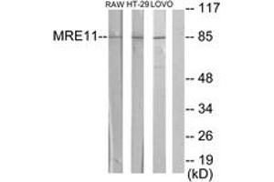 Western blot analysis of extracts from RAW264. (Mre11 Antikörper  (AA 431-480))