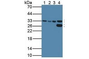 Rabbit Detection antibody from the kit in WB with Positive Control:  Sample  Lane1: Human HeLa Cells; Lane2: Human HepG2 Cells; Lane3: Human K562 Cells; Lane4: Porcine Liver Tissue.