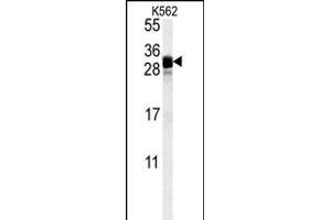 FGF7 Antibody (Center) (ABIN654152 and ABIN2844021) western blot analysis in K562 cell line lysates (35 μg/lane). (FGF7 Antikörper  (AA 57-86))