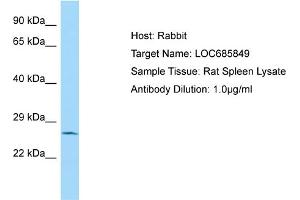 WB Suggested Anti-LOC685849 Antibody   Titration: 1. (LOC685849 Antikörper  (N-Term))