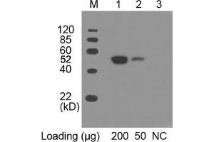 Lane 1 and 2: Multiple Tag Cell Lysate (ABIN1536505) Primary antibody: 0. (c-MYC Antikörper  (AA 410-419) (HRP))