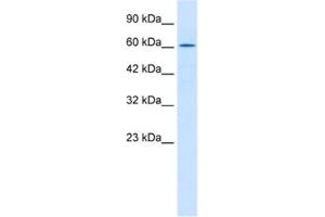 Western Blotting (WB) image for anti-TRIM17 / RNF16 (TRIM17) antibody (ABIN2460981) (TRIM17 / RNF16 Antikörper)
