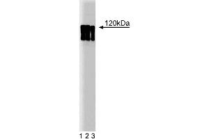 Western blot analysis of HIF-1alpha on lysate from HeLa stimulated with CoCl2, cobalt chloride. (HIF1A Antikörper  (AA 610-727))