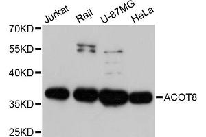 Western blot analysis of extracts of various cell lines, using ACOT8 antibody. (ACOT8 Antikörper)