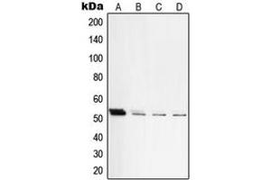 Western blot analysis of PKA C beta expression in HEK293T (A), NIH3T3 (B), mouse lung (C), rat lung (D) whole cell lysates.