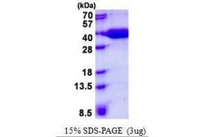Image no. 1 for Mercaptopyruvate Sulfurtransferase (MPST) protein (His tag) (ABIN1098491) (MPST Protein (His tag))