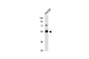 DPEP3 Antibody (C-term) (ABIN654744 and ABIN2844429) western blot analysis in HepG2 cell line lysates (35 μg/lane). (DPEP3 Antikörper  (C-Term))