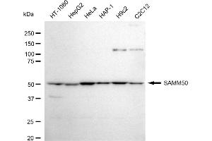 Western blotting analysis using SAMM50 antibody (ABIN7800407). (Rekombinanter SAMM50 Antikörper)
