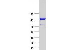 Validation with Western Blot (HSPA12A Protein (Myc-DYKDDDDK Tag))