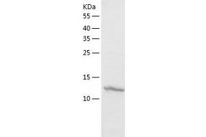 Western Blotting (WB) image for Ribosomal Protein L26 (RPL26) (AA 1-145) protein (His tag) (ABIN7124883) (RPL26 Protein (AA 1-145) (His tag))