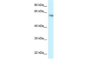 Western Blot showing FLCN antibody used at a concentration of 1 ug/ml against HCT15 Cell Lysate