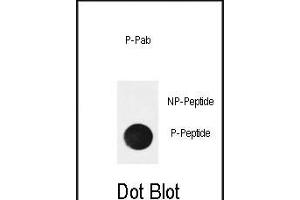 Dot blot analysis of anti-Phospho-NFKBIA (Ser32) Antibody Phospho-specific Pab (ABIN650851 and ABIN2839807) on nitrocellulose membrane. (NFKBIA Antikörper  (pSer32))