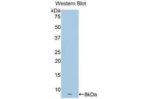 Western Blotting (WB) image for anti-Apolipoprotein C-I (APOC1) (AA 31-83) antibody (ABIN1172668) (APOC1 Antikörper  (AA 31-83))
