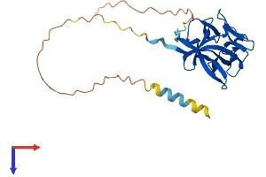 FGF12 Protein (AA 1-243) (His tag)
