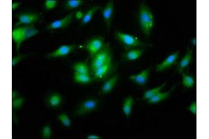 Immunofluorescence staining of Hela cells with ABIN7160821 at 1:133, counter-stained with DAPI. (NLRP1 Antikörper  (AA 589-655))