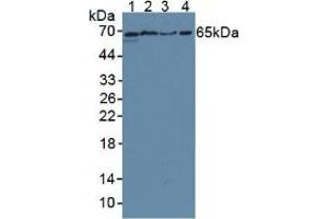 Western blot analysis of (1) Rat Testis Tissue, (2) Rat Placenta Tissue, (3) Mouse Testis Tissue and (4) Human A549 Cells. (CD55 Antikörper  (AA 254-372))