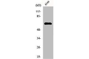 Western Blot analysis of A549 cells using FAST Polyclonal Antibody (FASTK Antikörper  (Internal Region))
