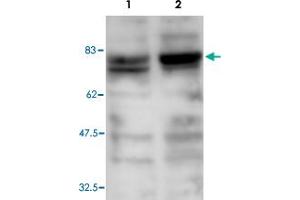 Western blot was performed on whole cell lysates from mouse fibroblastst (Lane 1, NIH/3T3) and embryonic stem cells (Lane 2, E14Tg2a) with Ash2l polyclonal antibody , diluted 1 : 1,000 in BSA/PBS-Tween. (ASH2L Antikörper)