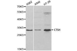 Western blot analysis of extracts of various cell lines, using CTSH antibody. (Cathepsin H Antikörper  (AA 23-335))