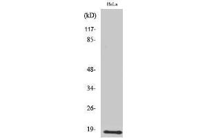 Western Blotting (WB) image for anti-Ubiquitin-Conjugating Enzyme E2D 2 (UBE2D2) (C-Term) antibody (ABIN3177851) (UBE2D2 Antikörper  (C-Term))