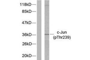 Western blot analysis of extracts from HeLa cells treated with UV, using c-Jun (Phospho-Thr239) Antibody. (C-JUN Antikörper  (pThr239))