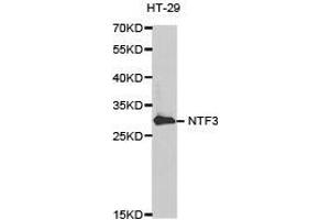 Western Blotting (WB) image for anti-Neurotrophin 3 (NTF3) antibody (ABIN1873967) (Neurotrophin 3 Antikörper)