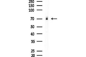 anti-Regulator of G-Protein Signaling 14 (RGS14) (Internal Region) antibody