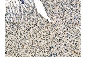ABIN7094447 and ABIN7098495 at 1/100 staining Rat stomach tissue by IHC-P.