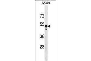 Western blot analysis in A549 cell line lysates (35ug/lane). (ZNF695 Antikörper  (AA 244-269))