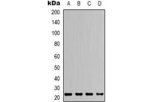 Western blot analysis of ASC expression in HEK293T (A), Raw264. (STS Antikörper  (N-Term))