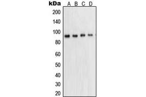 Western blot analysis of STAT5A expression in A431 (A), K562 (B), HeLa (C), NIH3T3 (D) whole cell lysates. (STAT5A Antikörper  (Center))